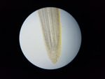 Onion Root Mitosis Slides